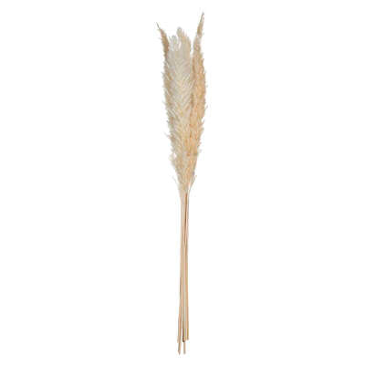 PAMPAS NAT STUB X6 H65
179281