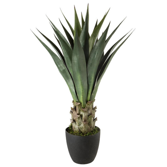 AGAVE H78 164254