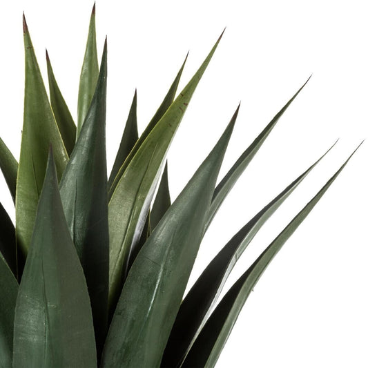 AGAVE H78 164254