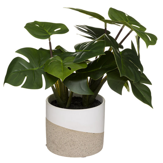 BILJKA MONSTERA H28 185457