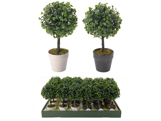 BUXUS U SAKSIJI 9 INČA 2AS 317002050